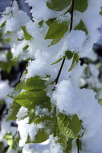 snow in spring, leaves, renewed wintereinbruch, branches, snowy, snow, spring