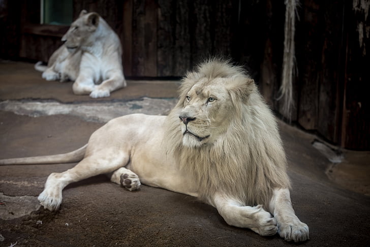 León, León blanco, gato grande, Mane, ojos, naturaleza, Wallpapper
