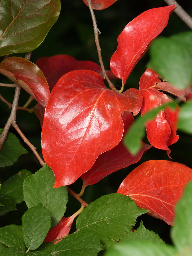 czerwone liście, zielonych liści, palisander, khaki