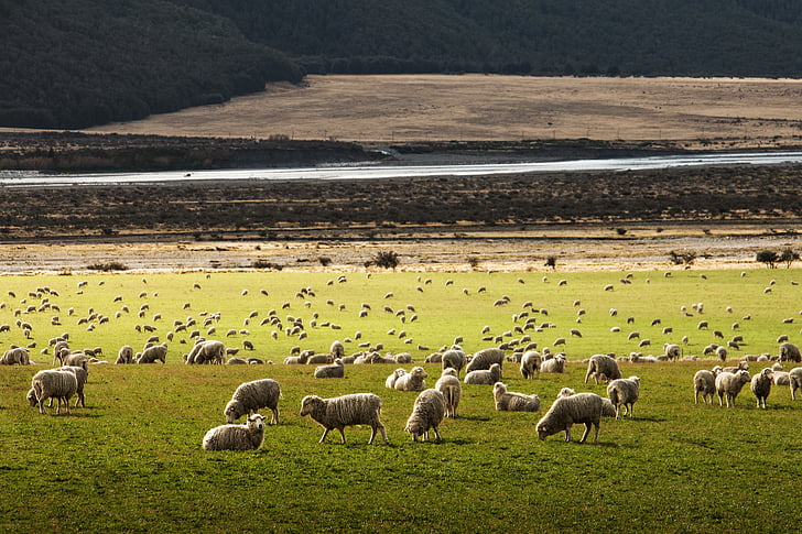 herd, white, sheep, green, grass, near, river