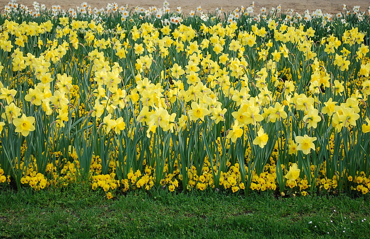 Daffodil, blommor, naturen, växter, blomma, våren, trädgård
