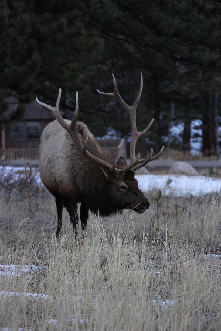 Elk, Colorado, volně žijící zvířata, parohy, Wapiti, býk, venku