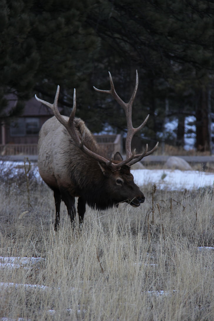 elg, Colorado, dyreliv, gevir, Wapiti, Bull, utendørs