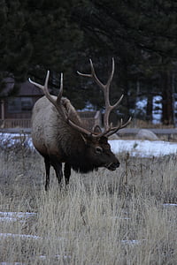 Elk, Colorado, prosto živeče živali, rogovja, wapiti, bik, na prostem