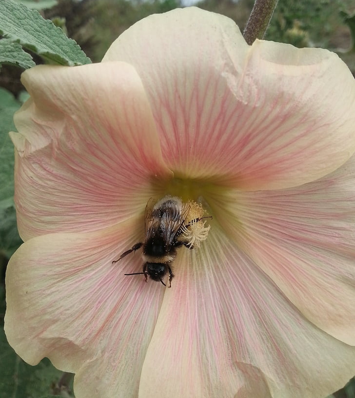Natura, kwiat, Hummel, różowy kwiat, owad, Pszczoła, pyłek