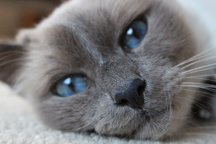 Бирман, голубые глаза, кошка, крупным планом, Портрет, кошачьи, животное