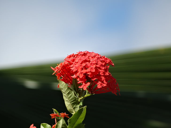 καγιέν, Γαλλική Γουιάνα, λουλούδια