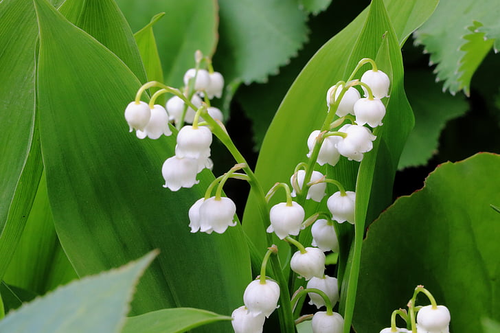 Lily of the valley, puķe, Pavasaris, balta, daba, augu, gada pavasarī pazīmes