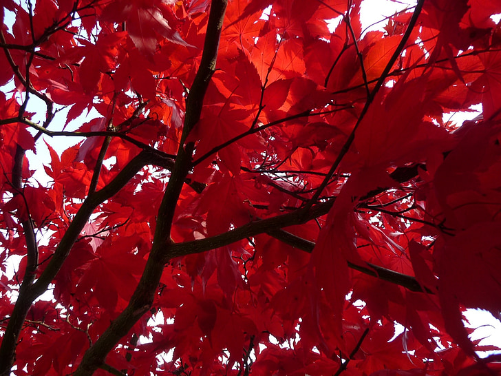 červená, javor, listy, jeseň, zeleň, pobočka, Sezóna