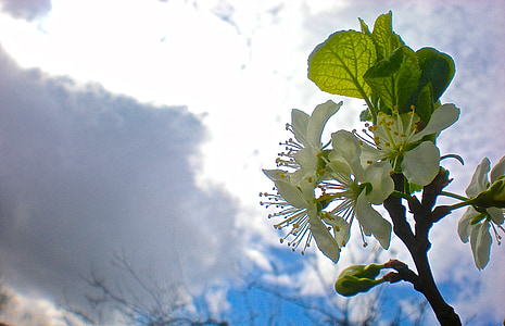 vit, blomma, Cherry, upplysningen