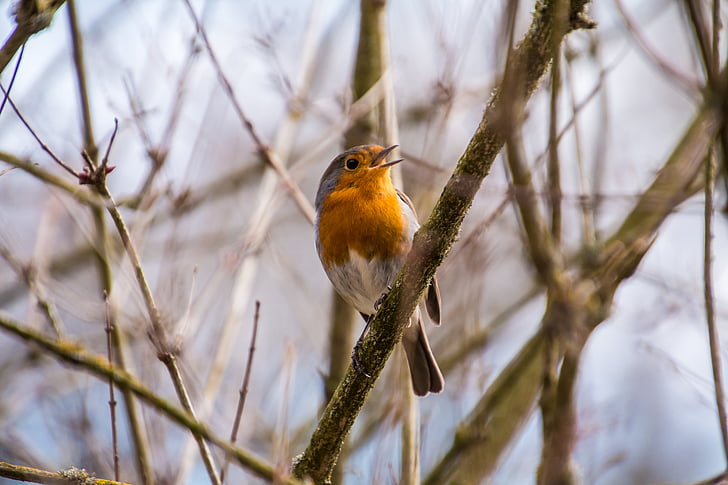 Robin, rotbrüstchen, ptak, mały ptak, pióro, pomarańczowy, siedząc