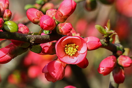 Japan quince, blomst, rød, natur, hage, blomstrende, våren