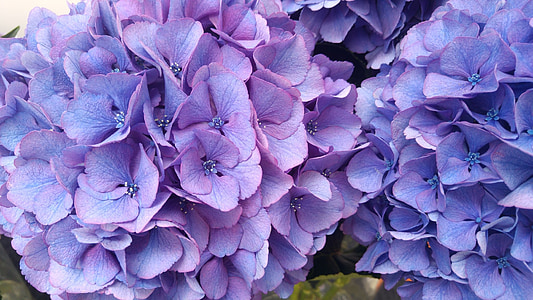 hortensia, Anläggningen, trädgård, blå kronblad, blomma
