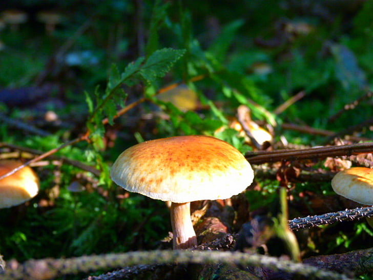 mushroom, forest, yellow hat, branch, nature