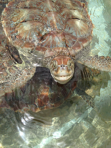 Морские черепахи, черепахи, Природа