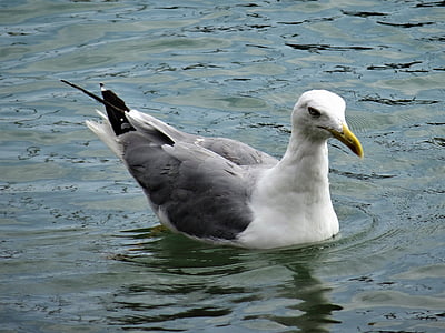 Seagull, water, vogel, water vogels