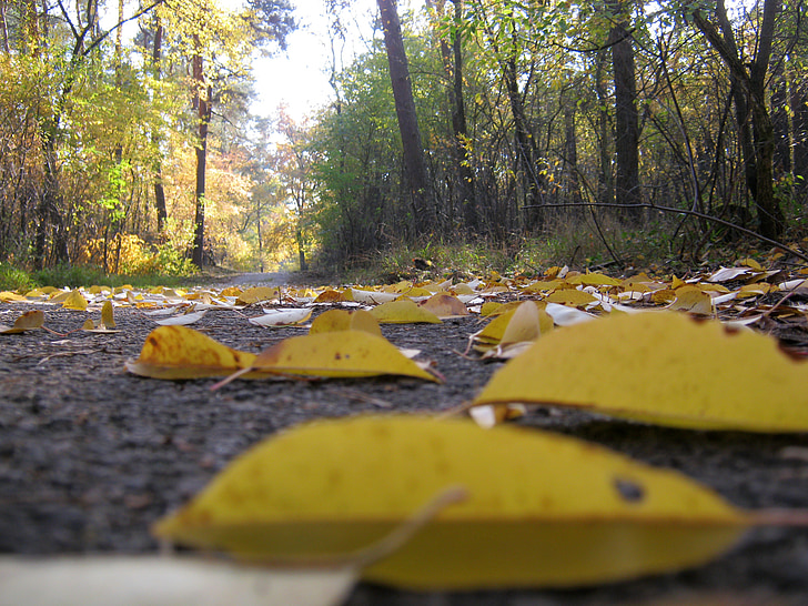 uplynulý s wind, cesta, Lesní půda, listy, podzim, světlé, barevný podzim