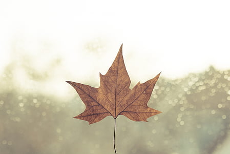 day, daylight, fall, leaf, light, mood, nature