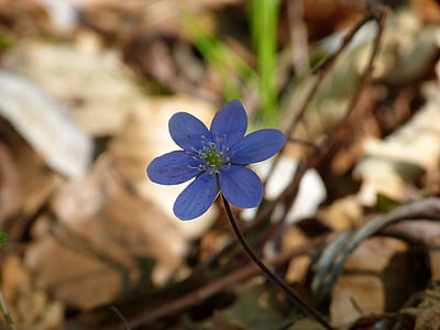 Sinivuokko, kukka, Blossom, Bloom, Violet, violetti, Hepatica nobilis