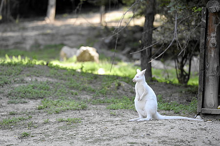 Albino, kangur, zwierząt, ogród zoologiczny, rzadko, istota, australijski