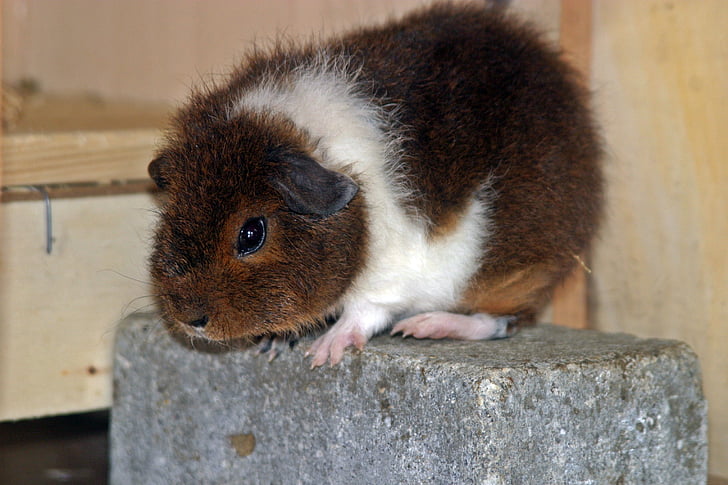 guinea pig, Rex guinea pig, goldagouti trắng, fluffy, trẻ, vật nuôi