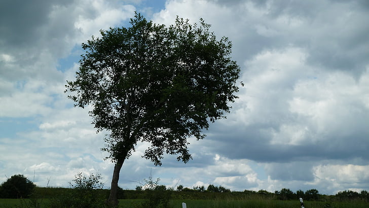 tree, sky, landscape, clouds, solitary, atmosphere, windfluechter