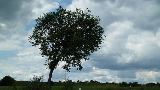 árbol, cielo, paisaje, nubes, solitario, ambiente, windfluechter