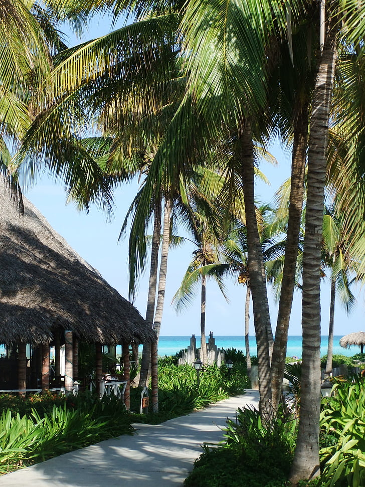palmer, Ocean, Holiday, sommar, Seaside, stranden, Kuba