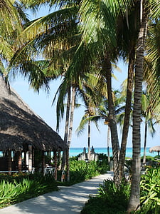 palmeiras, oceano, férias, Verão, à beira-mar, praia, Cuba