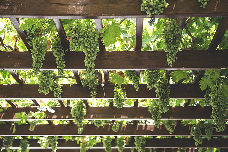 grapes, hang, vineyard, green, agriculture, vine, winery