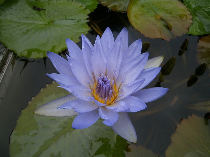 summer, pond, water lily, purple, water, leaves, green
