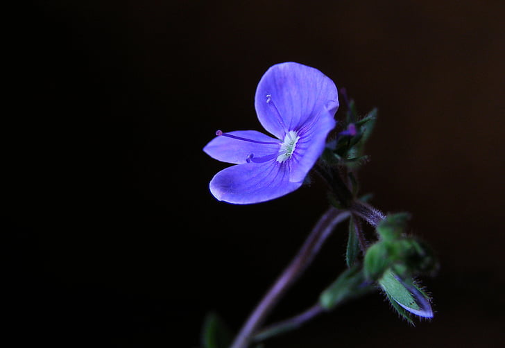 veronica chamaedrys, flower, blue, grasshopper, wild, spring, black background