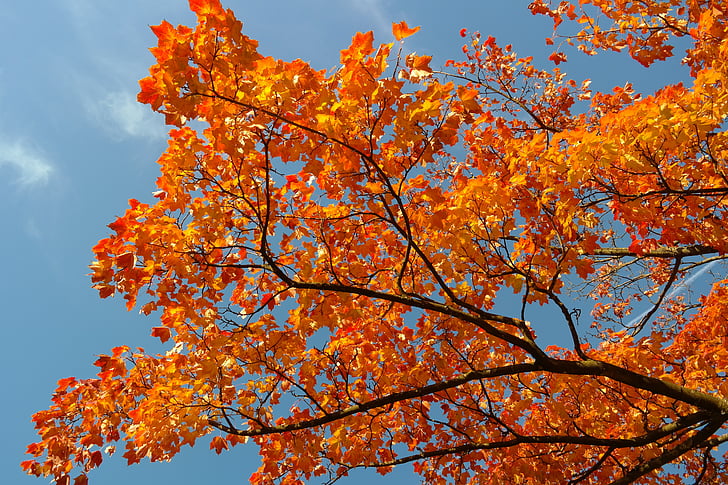 Maple, Ramos, Outono, folhas, cor de outono, filial, Acer platanoides