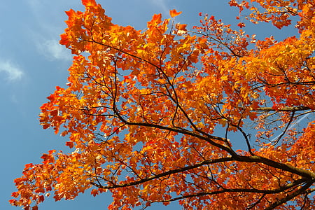 maple, branches, autumn, leaves, fall color, branch, acer platanoides