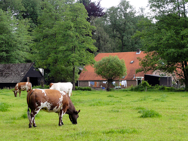 네덜란드, 조 경, 아름 다운, 가축, 목장, 필드, 초원