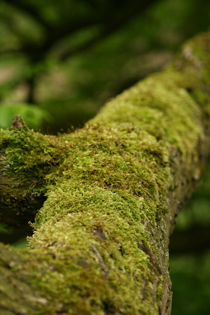 tree, moss, tribe, green, forest, log, dead wood