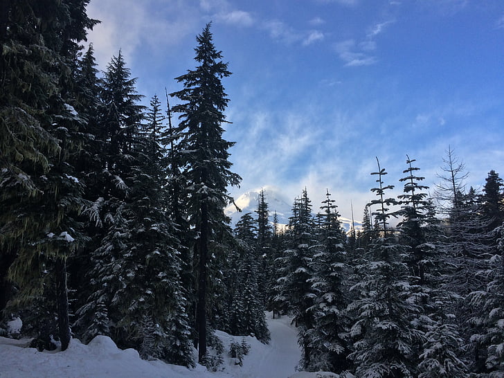 skogen, träd, snö, MT, Hood, naturliga, miljö
