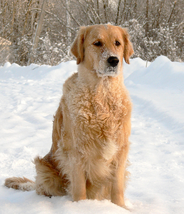 dog, snow, golden retriever, sitting, portrait, winter, canine