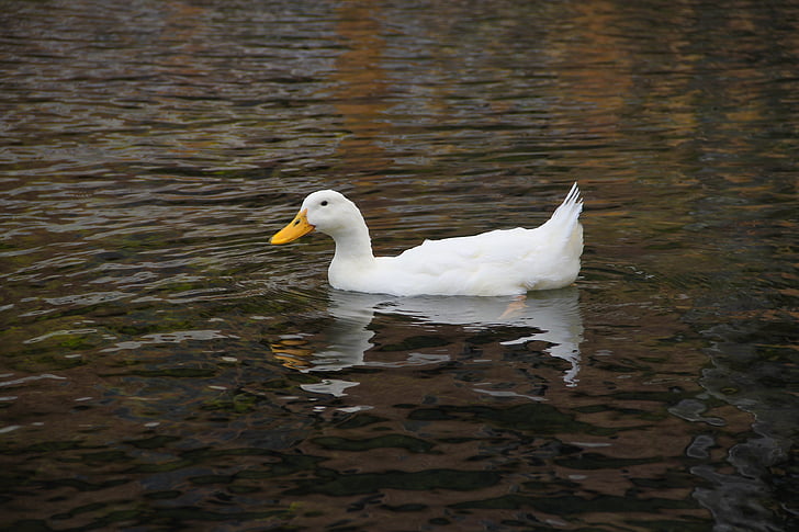 Duck, vann, natur, dammen