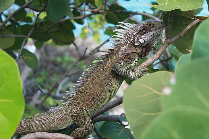 Iguana, Caribe, naturaleza, flora y fauna
