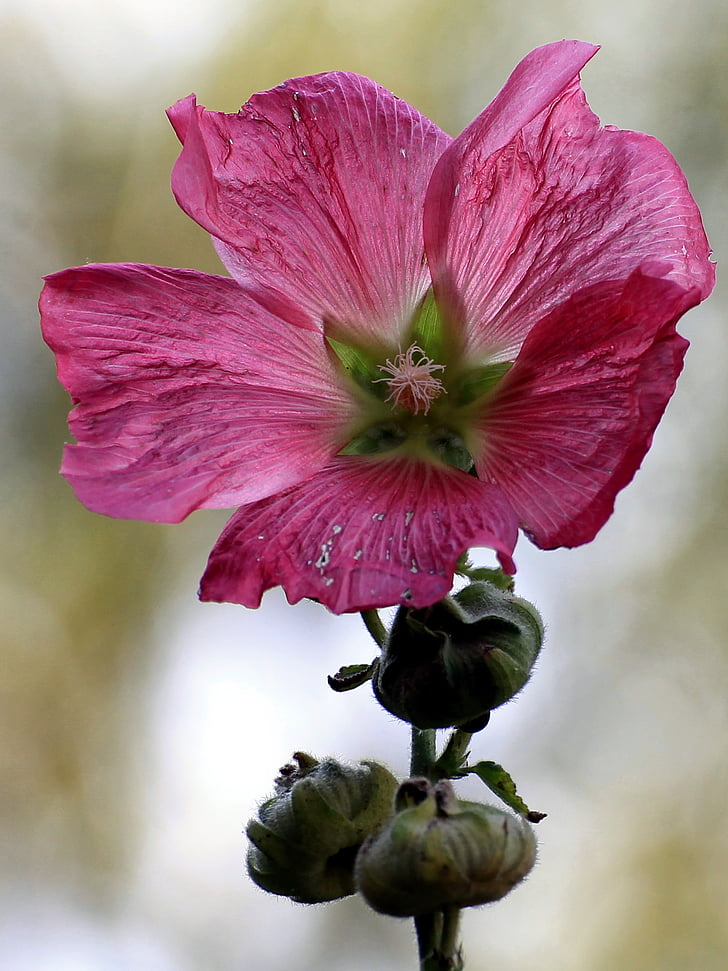 Katost, Stock rose, Blossom, Bloom, bud, Almindelig Stokrose blomster, haven