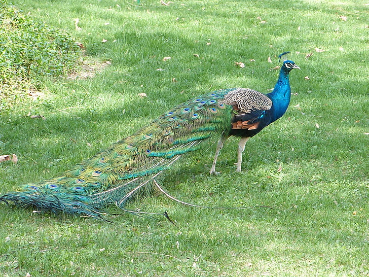 peacock, bird, grass, feather, animal, nature, wildlife