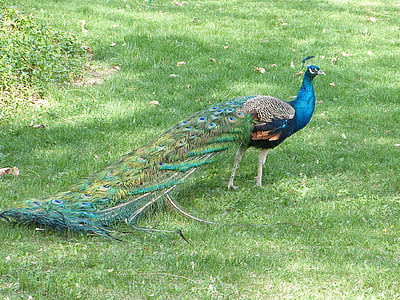 Peacock, lintu, ruoho, sulka, eläinten, Luonto, Wildlife