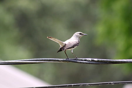 bird, gray, white, wings, wire, sitting
