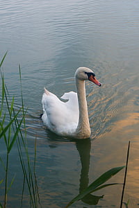 Swan, fuglen, dyr, natur, penn, ville fugler, Lake