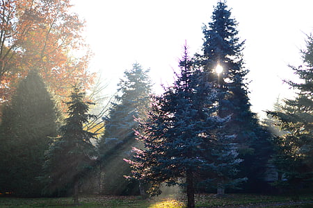 intryck, solen, hösten guld, träd, naturen, Park, avkoppling