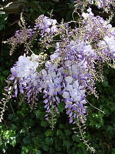 flores de vid escalada, púrpura, flores, verano bloow, luz del sol fuerte, naturaleza