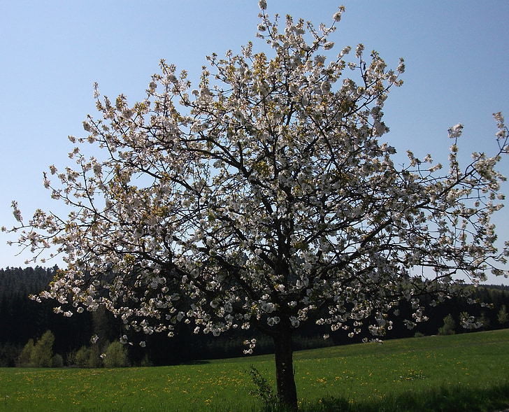 kirsikankukka, puu, kevään, kukat, kirsikka, valkoinen, Blossom