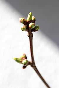 bud, spring, tree, plant, nature, leaves, branch