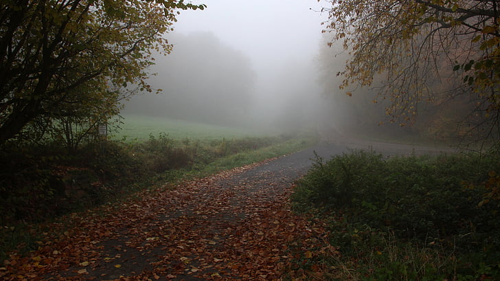 herfst, Bladeren, mist, bos, deprimerende sfeer